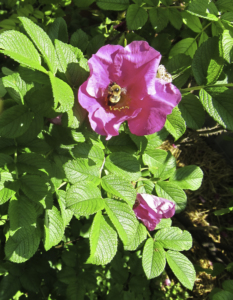 Bee gathering pollen from a Rosa Rugosa Rubra